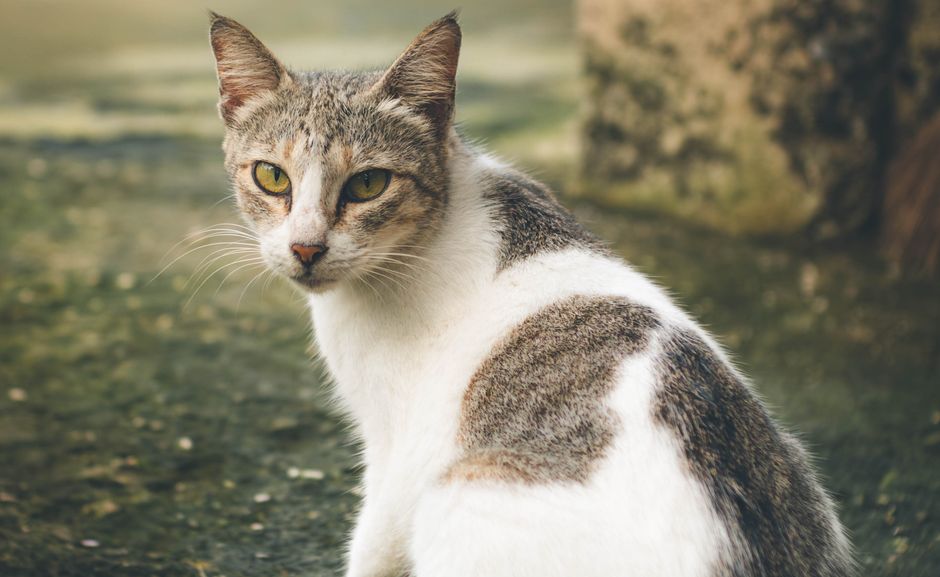 A cat resting and looking toward the camera — cats claim the №04 Harbor