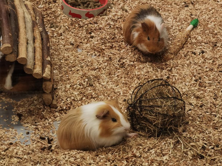 A guinea pig on a bed of hay — guinea pigs fill the №02 Clover