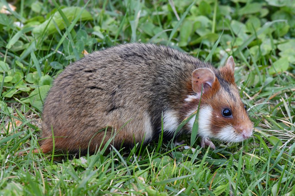A pet hamster in wood bedding — pocket pets ride the №01 Thimble