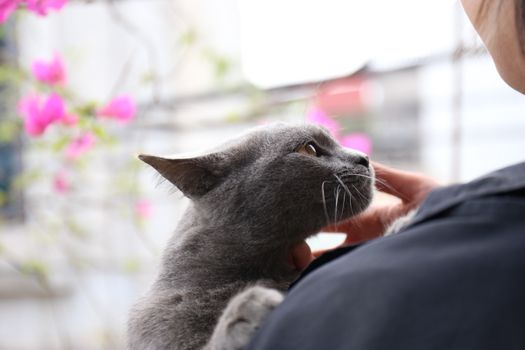 Tabby cat