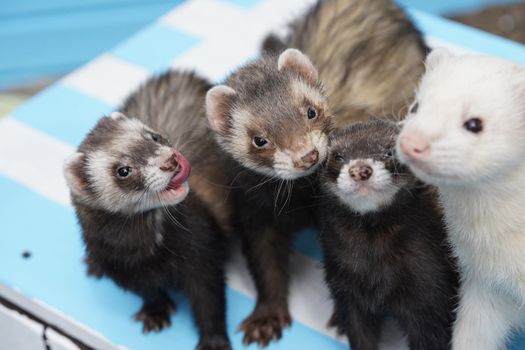Ferret