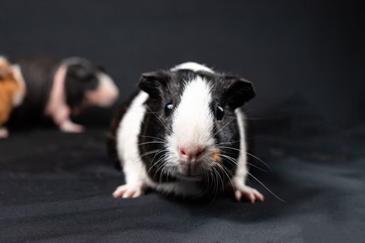 Guinea pig